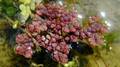 Azolla filiculoides #02.jpg