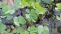 Marsilea quadrifolia #04.jpg