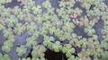 Marsilea quadrifolia #05.jpg