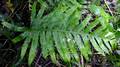 Polypodium cambricum #01.jpg