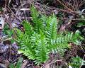 Polypodium x font-queri (P. cambricum x vulgare) #01.jpg