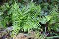 Polypodium x shivasiae (P. cambricum x P. interjectum) #01.jpg