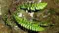 Polystichum lonchitis #02.jpg