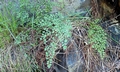 Adiantum capillus-veneris #C01.jpg