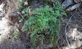 Asplenium adiantum-nigrum #C03.jpg