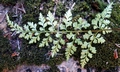 Asplenium adiantum-nigrum #C05.jpg