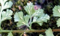 Asplenium adiantum-nigrum #C05a.jpg