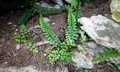 Asplenium azomanes #F01.jpg