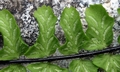 Asplenium azomanes #F02a.jpg
