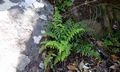 Asplenium billotii #A05.jpg