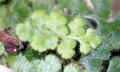 Asplenium hispanicum #H03a.jpg