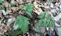 Asplenium onopteris #B01.jpg