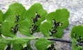 Asplenium petrarchae #D02.jpg