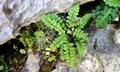 Asplenium petrarchae #F10.jpg