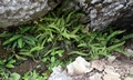Asplenium trichomanes #F01.jpg