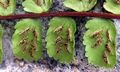 Asplenium trichomanes #F03.jpg