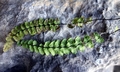 Asplenium x helii #F03.jpg