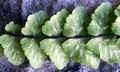 Asplenium x helii #F03a.jpg