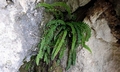 Asplenium x tubalense #F01.jpg