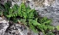 Cheilanthes acrostica #D01.jpg