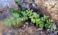 Cheilanthes maderensis #C01.jpg