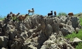Goats #G01.jpg