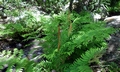 Osmunda regalis #A01.jpg