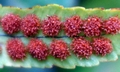 Polypodium cambricum #H04.jpg