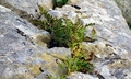 Polypodium cambricum #H05.jpg