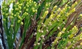 Psilotum nudum #B11.jpg