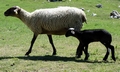Sheep #G03.jpg