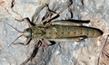 Wingless cricket #G03.jpg