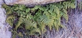 Asplenium billotii #39.jpg