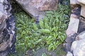 Asplenium marinum #36.jpg