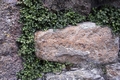 Asplenium ruta-muraria #82.jpg