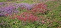Flowering heather and gorse #07.jpg