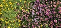 Flowering heather and gorse #12.jpg