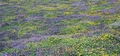 Flowering heather and gorse #21.jpg