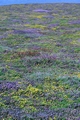 Flowering heather and gorse #22.jpg