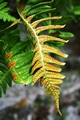 Polypodium cambricum #83.jpg