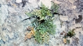 Asplenium ruta-muraria #06.jpg