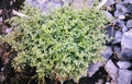 Asplenium ruta-muraria #25.jpg