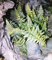 Asplenium species #35.jpg