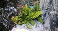 Asplenium marinum #14.jpg
