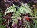 Asplenium-adiantum-nigrum-D.jpg