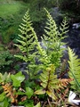 Asplenium-adiantum-nigrum-E.jpg
