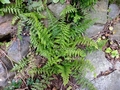 Asplenium-billotii-B02.jpg