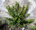 Asplenium-marinum-K01.jpg