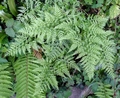 Asplenium-onopteris-C01.jpg