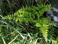 Asplenium-onopteris-H01.jpg
